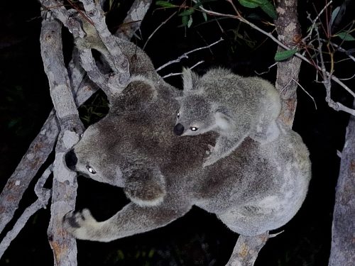 thermal drone conducting fauna survey for wildlife monitoring in Australian forest habitat